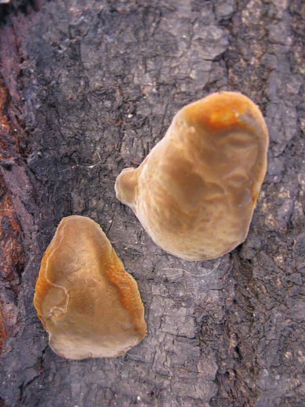 Phellinus tubercolosus